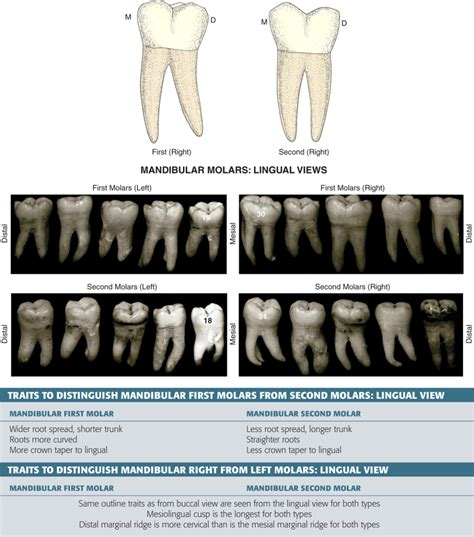 Type traits that differentiate mandibular second from .
